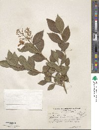 Viburnum cassinoides image