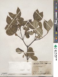 Viburnum cassinoides image