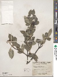 Viburnum cassinoides image