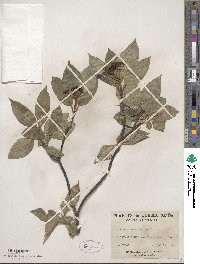 Viburnum cassinoides image