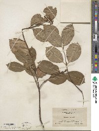 Viburnum cassinoides image