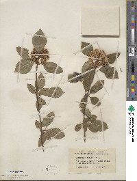 Viburnum cassinoides image