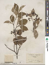 Viburnum cassinoides image