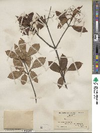 Viburnum cassinoides image