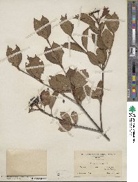 Viburnum cassinoides image