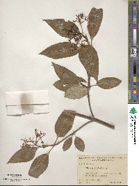 Viburnum cassinoides image