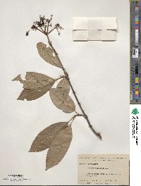 Viburnum cassinoides image