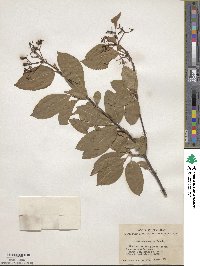 Viburnum cassinoides image