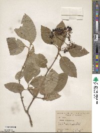 Viburnum cassinoides image