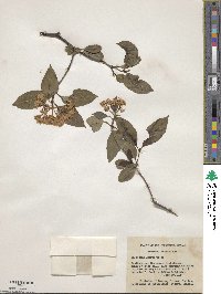 Viburnum cassinoides image