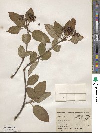 Viburnum cassinoides image