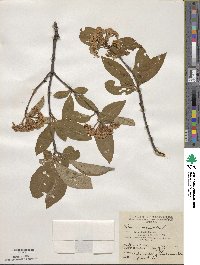 Viburnum cassinoides image