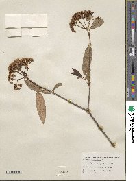 Viburnum cassinoides image