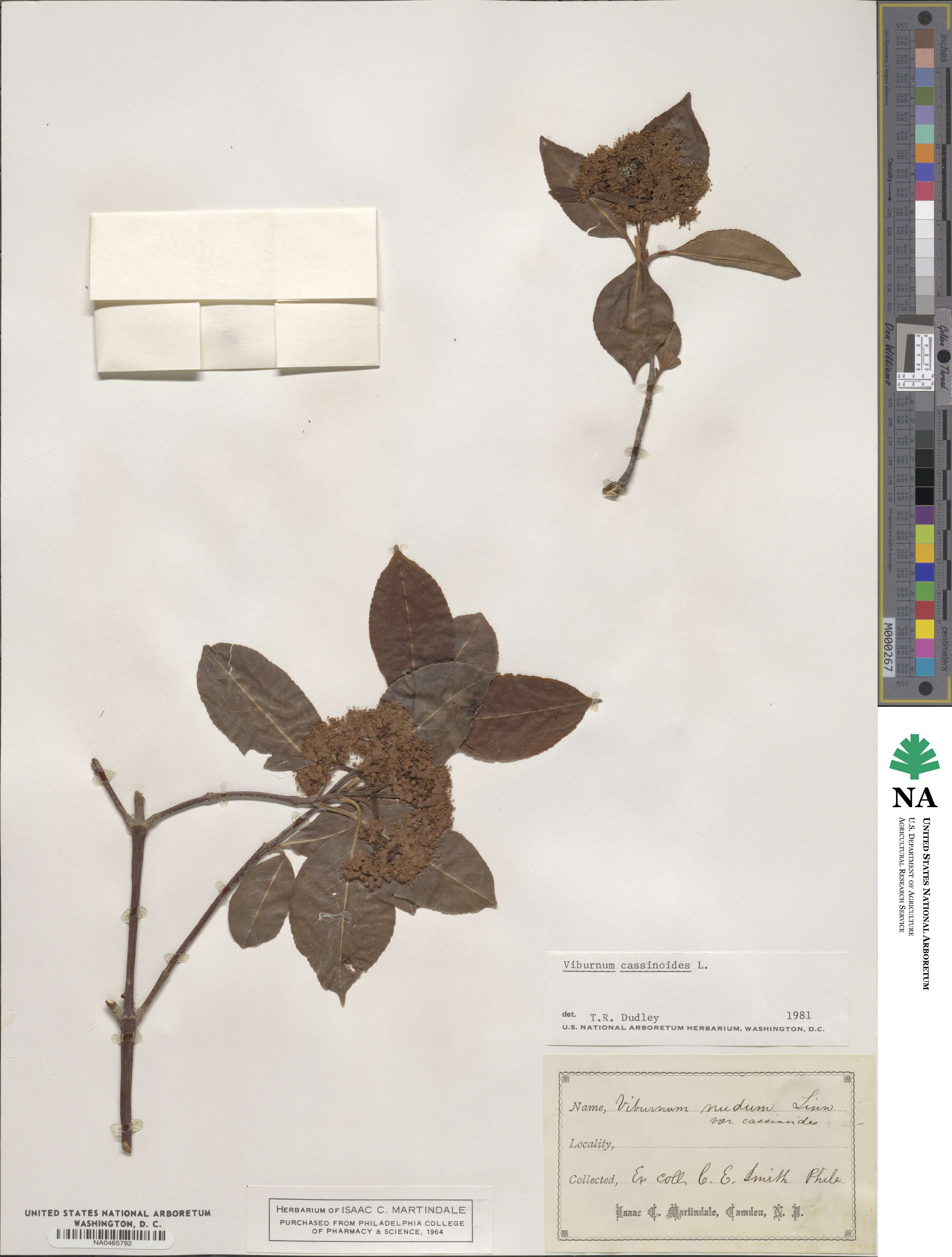 Viburnum cassinoides image