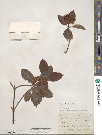 Viburnum cassinoides image