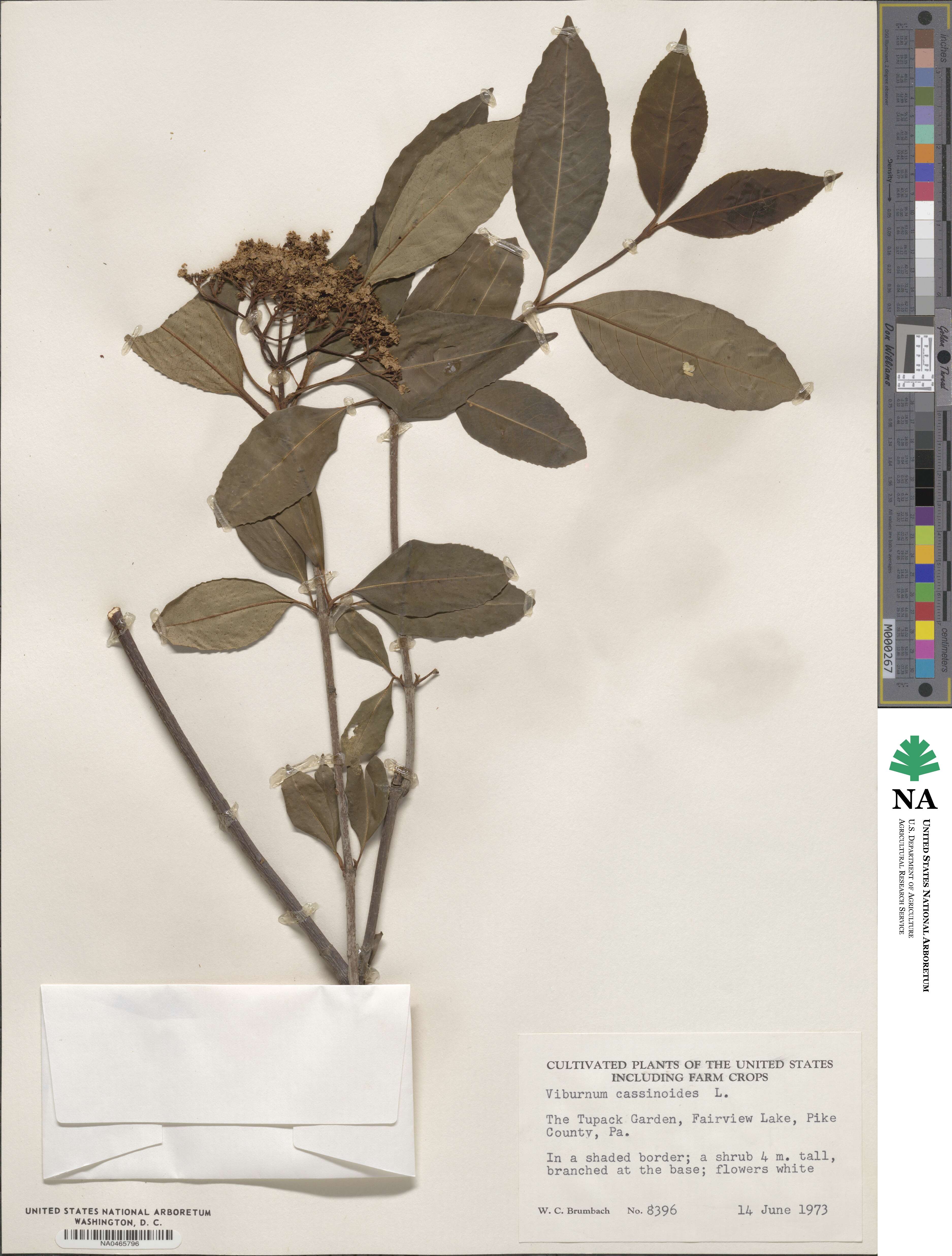 Viburnum cassinoides image