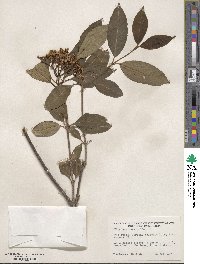 Viburnum cassinoides image