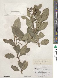 Viburnum cassinoides image