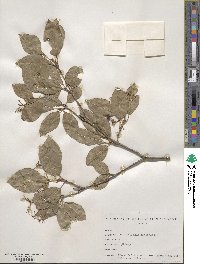 Viburnum cassinoides image