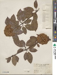 Viburnum cassinoides image