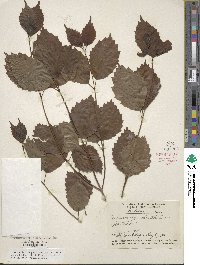 Viburnum dentatum image