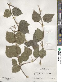 Viburnum dentatum image