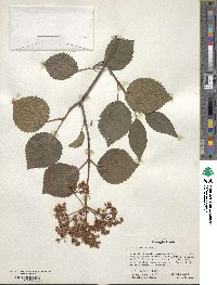 Viburnum dentatum image