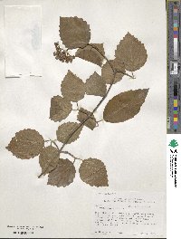 Viburnum dentatum image