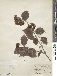 Viburnum dentatum image