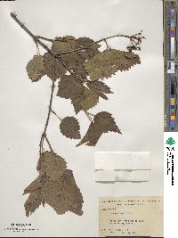 Viburnum dentatum image