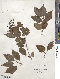 Viburnum dentatum image