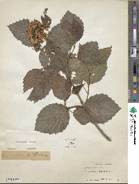 Viburnum dentatum image