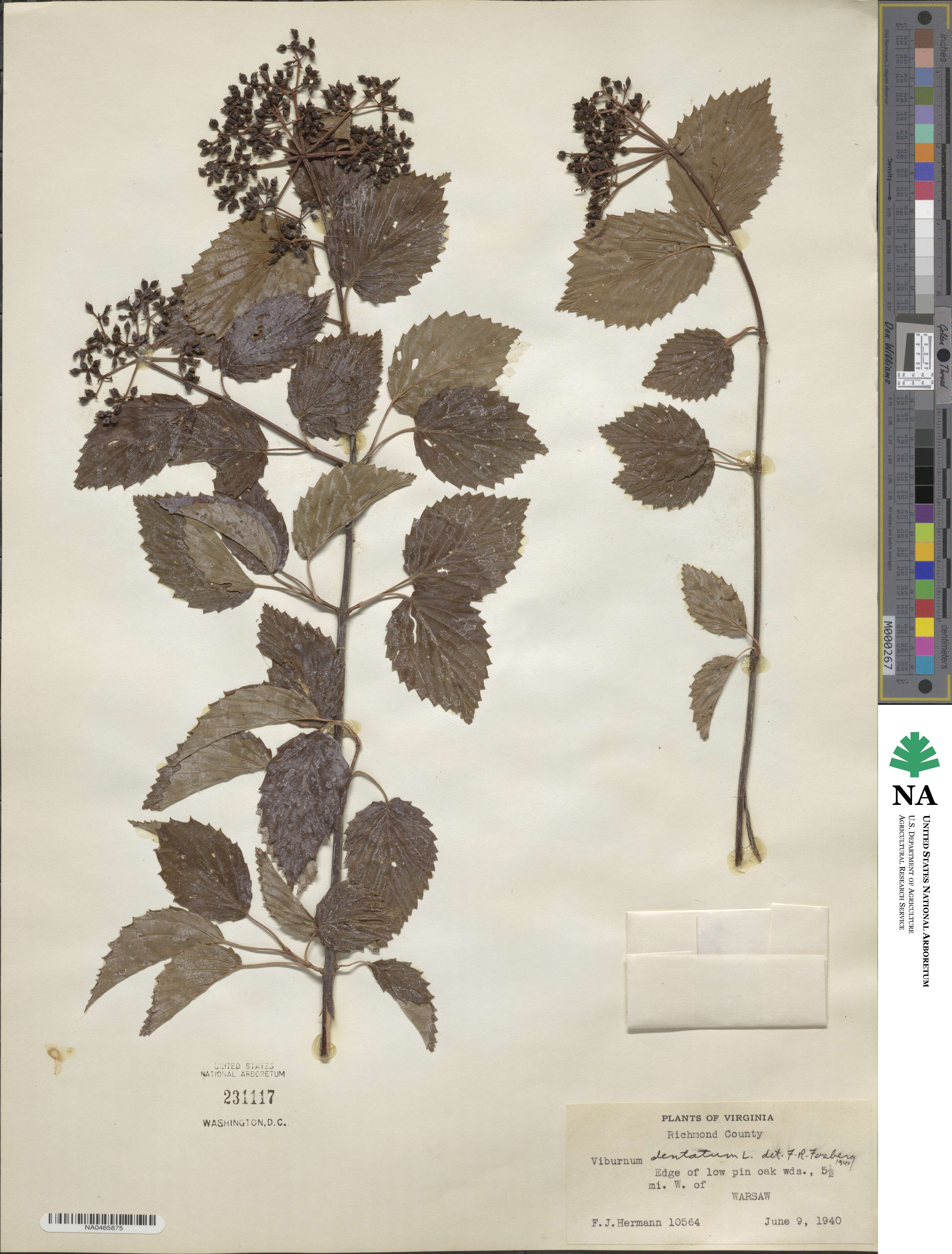Viburnum dentatum image