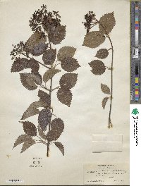 Viburnum dentatum image