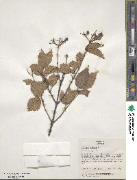 Viburnum dentatum image