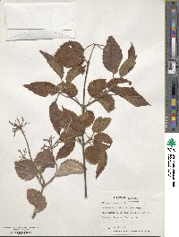 Viburnum dentatum image