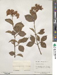 Viburnum dentatum image