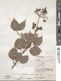 Viburnum dentatum image