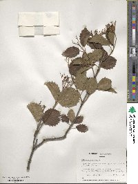 Viburnum dentatum image