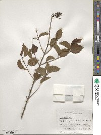 Viburnum dentatum image