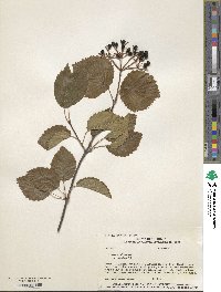 Viburnum recognitum image