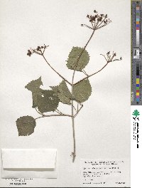 Viburnum recognitum image