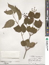 Viburnum recognitum image