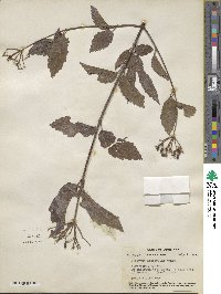 Viburnum dentatum image