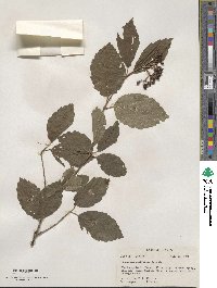 Viburnum dentatum image