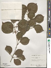 Viburnum dilatatum image