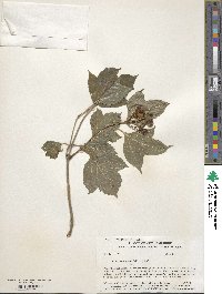 Viburnum edule image