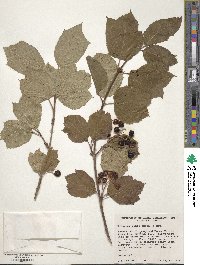 Viburnum edule image