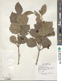 Viburnum edule image