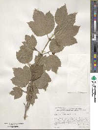 Viburnum edule image